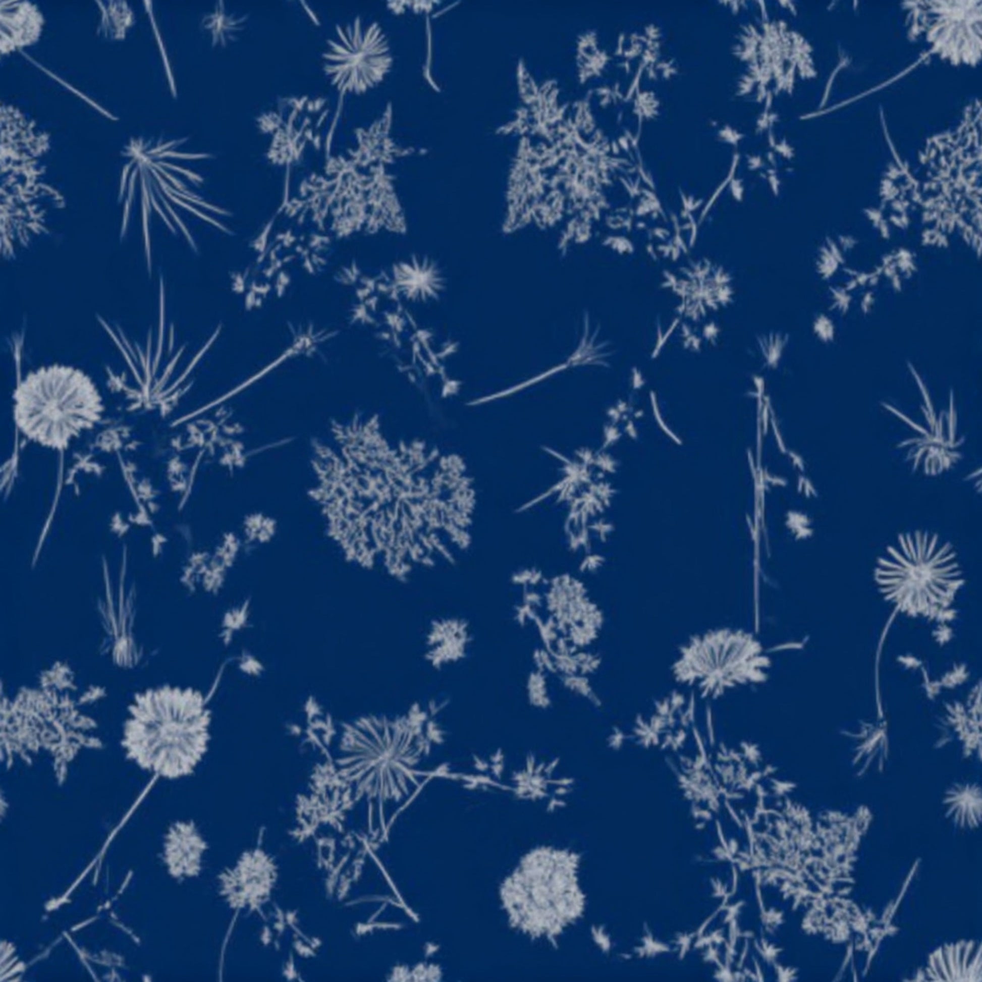 Ocean Beachweed